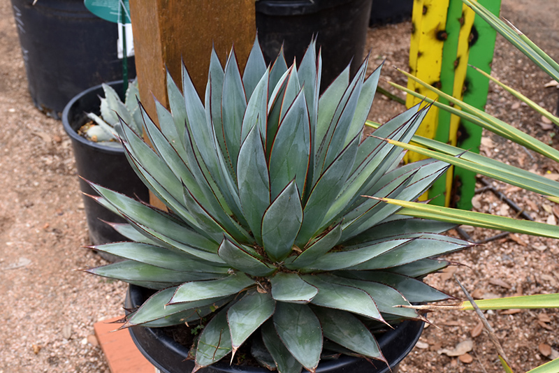 Blue Glow Agave (Agave 'Blue Glow') at Walton's Garden Center