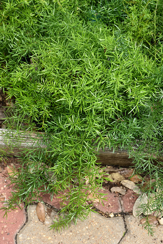 Sprengeri Asparagus Fern (Asparagus densiflorus 'Sprengeri') at Walton's Garden Center