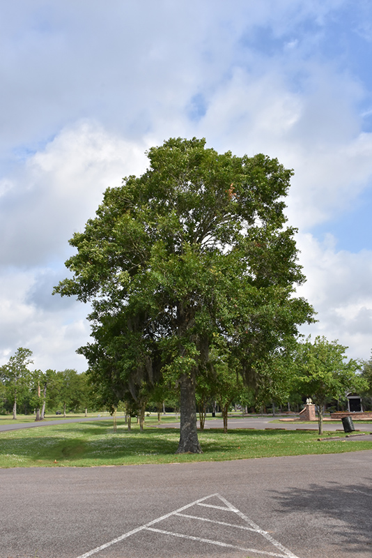 Southern Live Oak (Quercus virginiana) at Walton's Garden Center