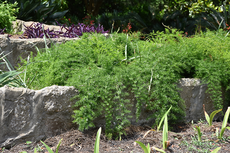 Sprengeri Asparagus Fern (Asparagus densiflorus 'Sprengeri') at Walton's Garden Center