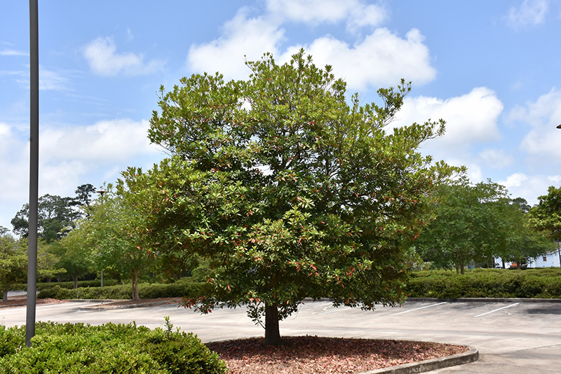 Japanese Blueberry Tree (Elaeocarpus decipiens) at Walton's Garden Center