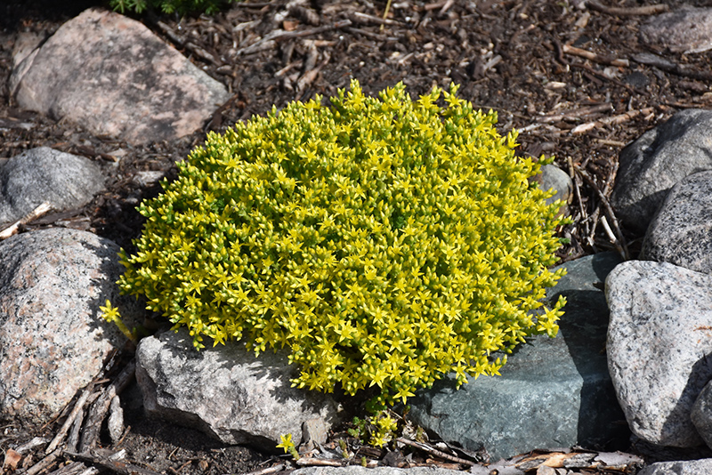 Golden Moss Stonecrop (Sedum acre 'Aureum') at Walton's Garden Center