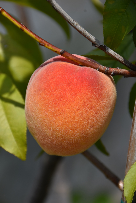 Dixie Red Peach (Prunus persica 'Dixie Red') at Walton's Garden Center