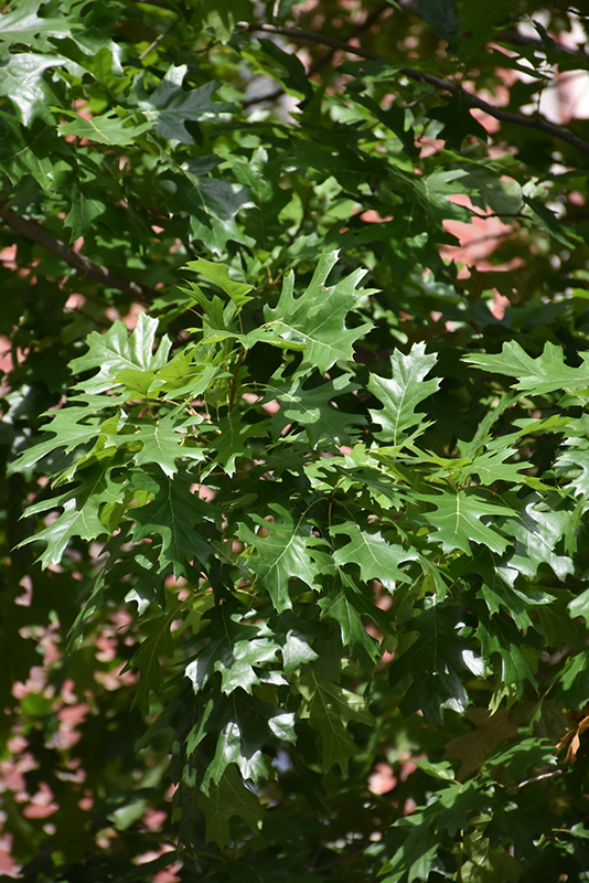 Nuttall Oak (Quercus nuttallii) at Walton's Garden Center