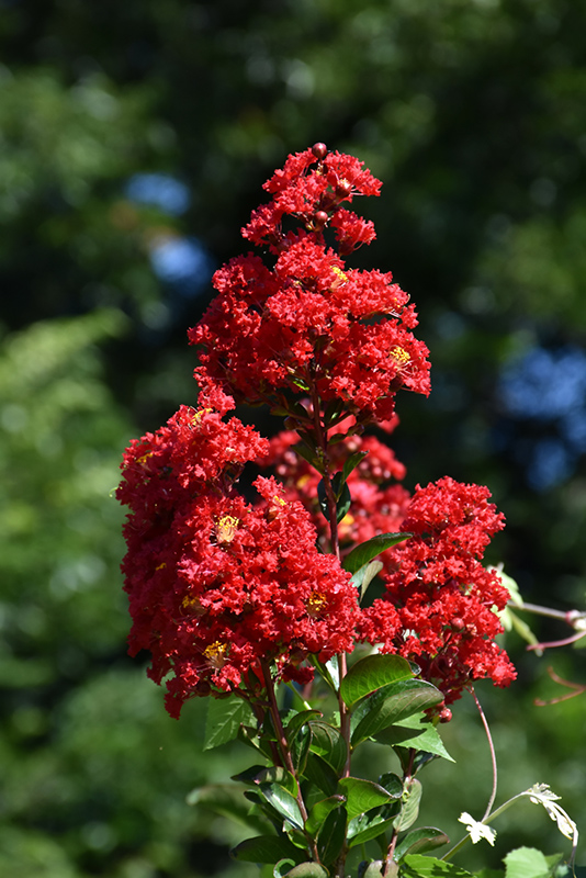 Red Rocket Crapemyrtle (Lagerstroemia indica 'Whit IV') at Walton's Garden Center