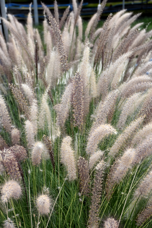 Fountain Grass (Pennisetum setaceum) at Walton's Garden Center