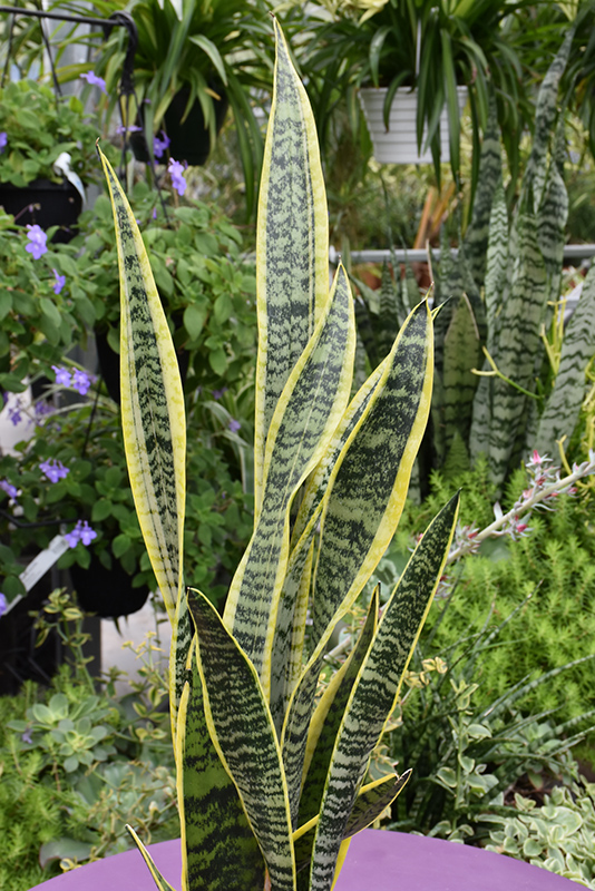 Striped Snake Plant (Sansevieria trifasciata 'Laurentii') at Walton's Garden Center