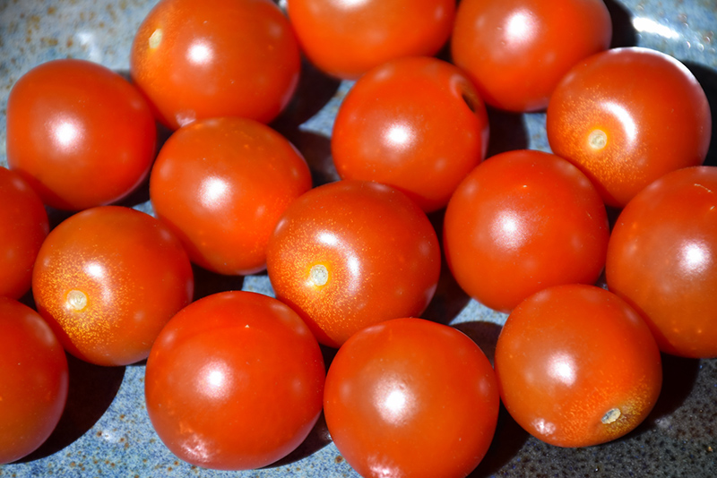 Sweet 100 Tomato (Solanum lycopersicum 'Sweet 100') at Walton's Garden Center