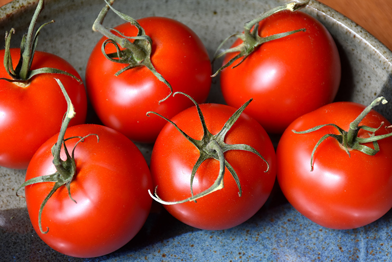 Patio Tomato (Solanum lycopersicum 'Patio') at Walton's Garden Center