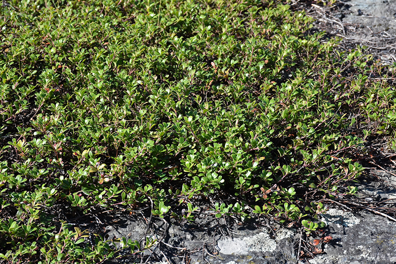 Bearberry (Arctostaphylos uva-ursi) at Walton's Garden Center