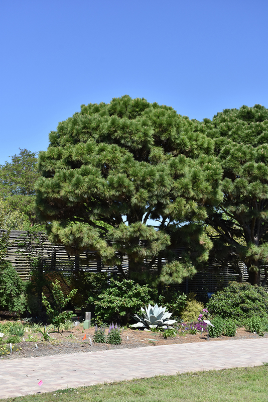 Loblolly Pine (Pinus taeda) at Walton's Garden Center
