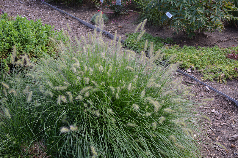 Little Bunny Dwarf Fountain Grass (Pennisetum alopecuroides 'Little Bunny') at Walton's Garden Center