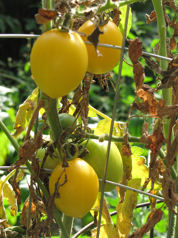 Yellow Plum Tomato (Solanum lycopersicum 'Yellow Plum') at Walton's Garden Center