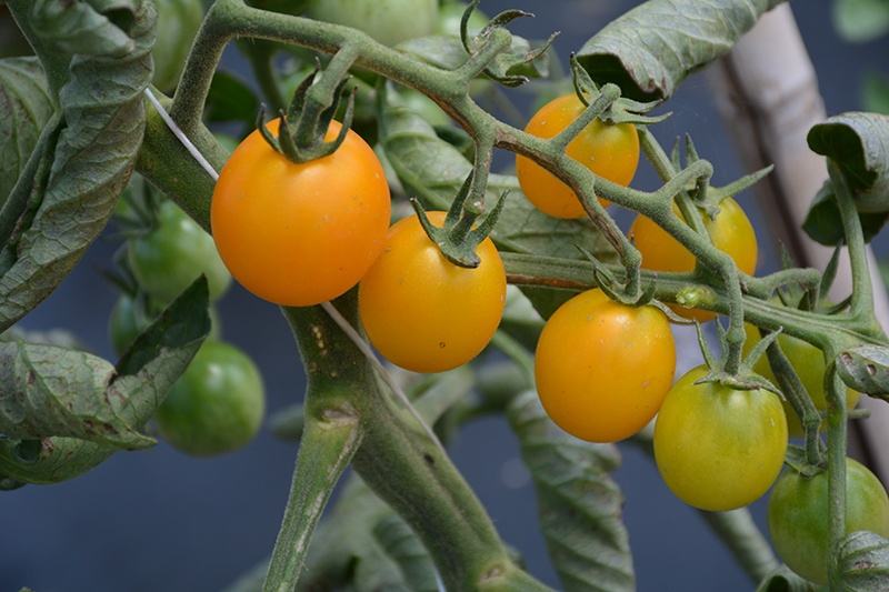 SunSugar Tomato (Solanum lycopersicum 'SunSugar') at Walton's Garden Center