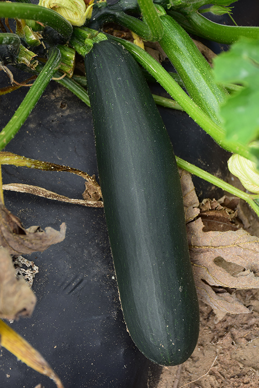 Black Beauty Zucchini (Cucurbita pepo var. cylindrica 'Black Beauty') at Walton's Garden Center