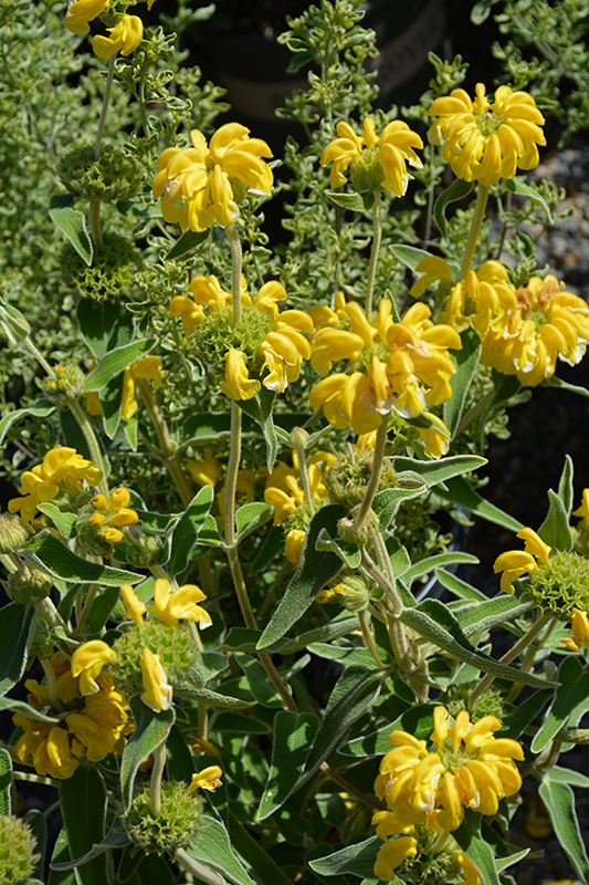Jerusalem Sage (Phlomis fruticosa) at Walton's Garden Center