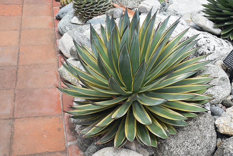 Blue Glow Agave (Agave 'Blue Glow') at Walton's Garden Center