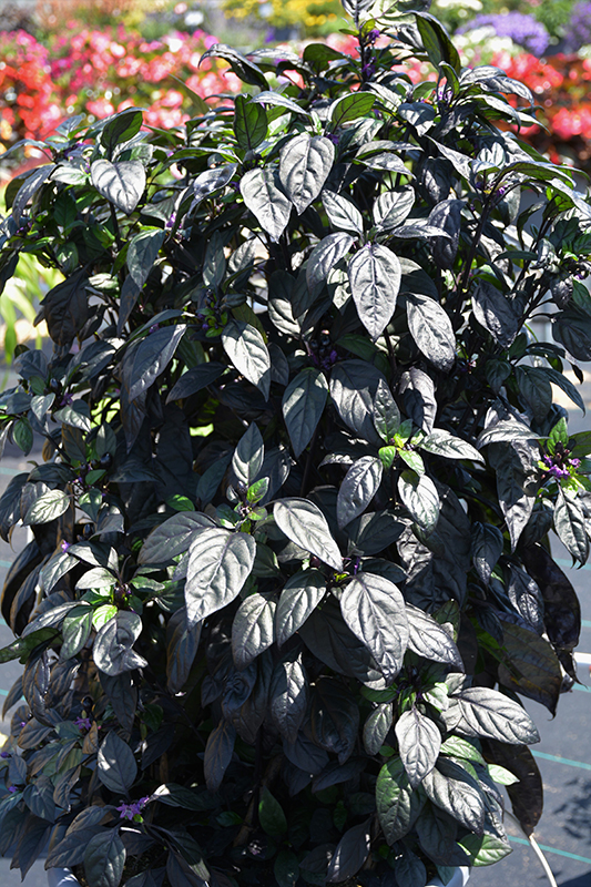 Black Pearl Ornamental Pepper (Capsicum annuum 'Black Pearl') at Walton's Garden Center