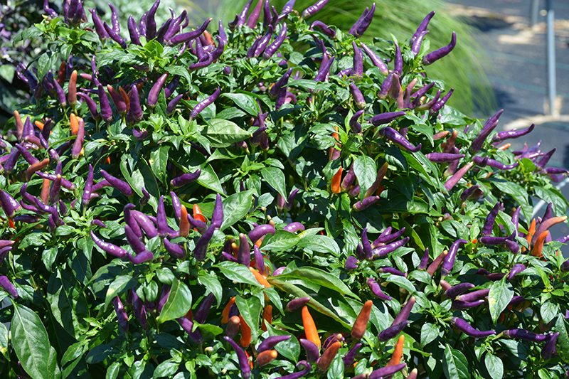 Sangria Ornamental Pepper (Capsicum annuum 'Sangria') at Walton's Garden Center