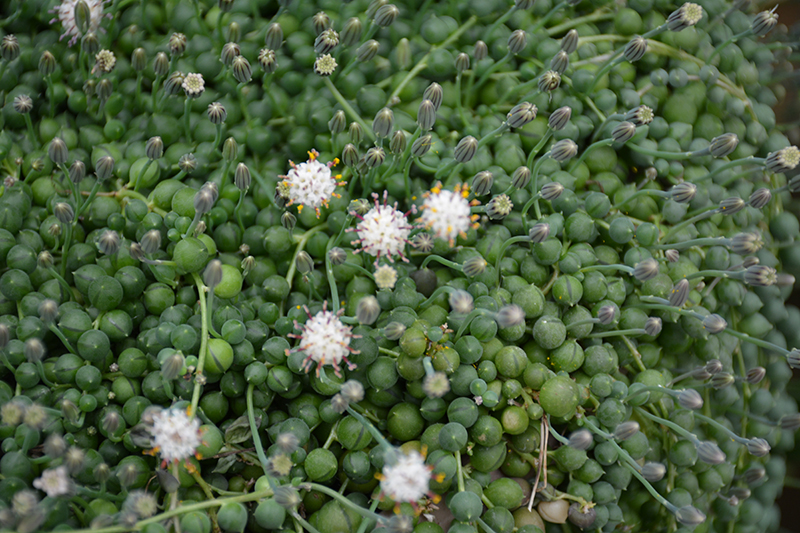 String Of Pearls (Senecio rowleyanus) at Walton's Garden Center