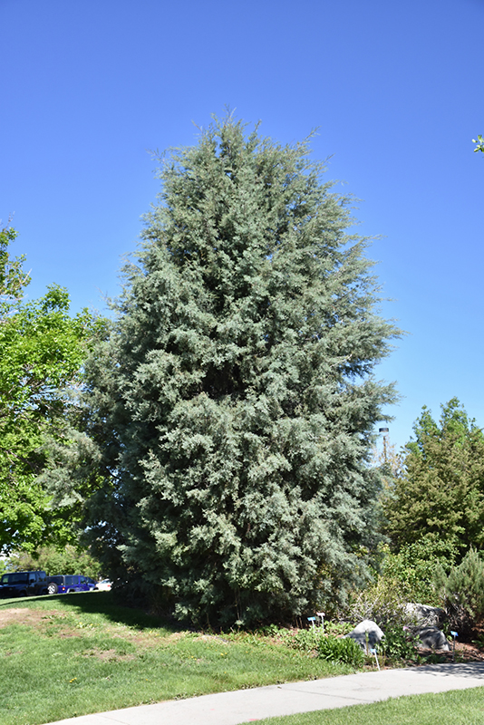 Arizona Cypress (Cupressus arizonica) at Walton's Garden Center