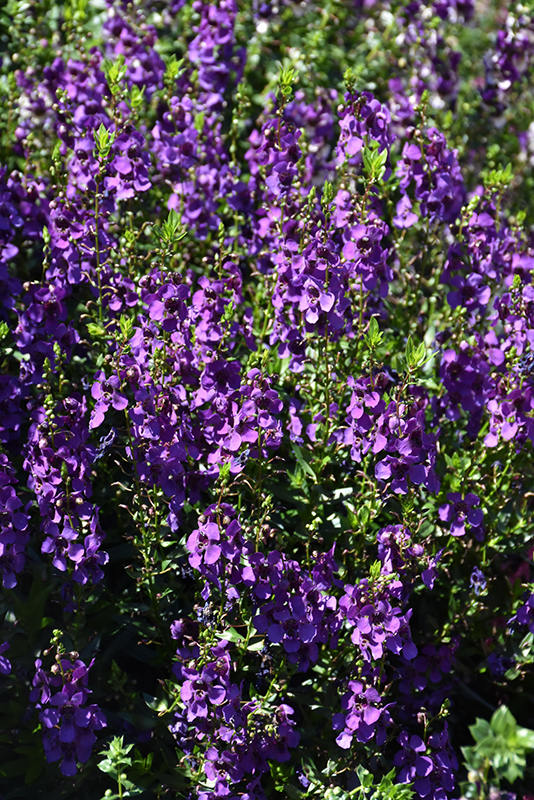 Archangel Dark Purple Angelonia (Angelonia angustifolia 'Archangel Dark Purple') at Walton's Garden Center