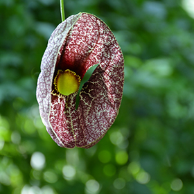 Plant Photo 1